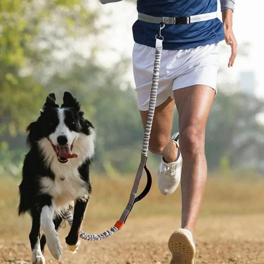 The Importance of Walking Your Dog