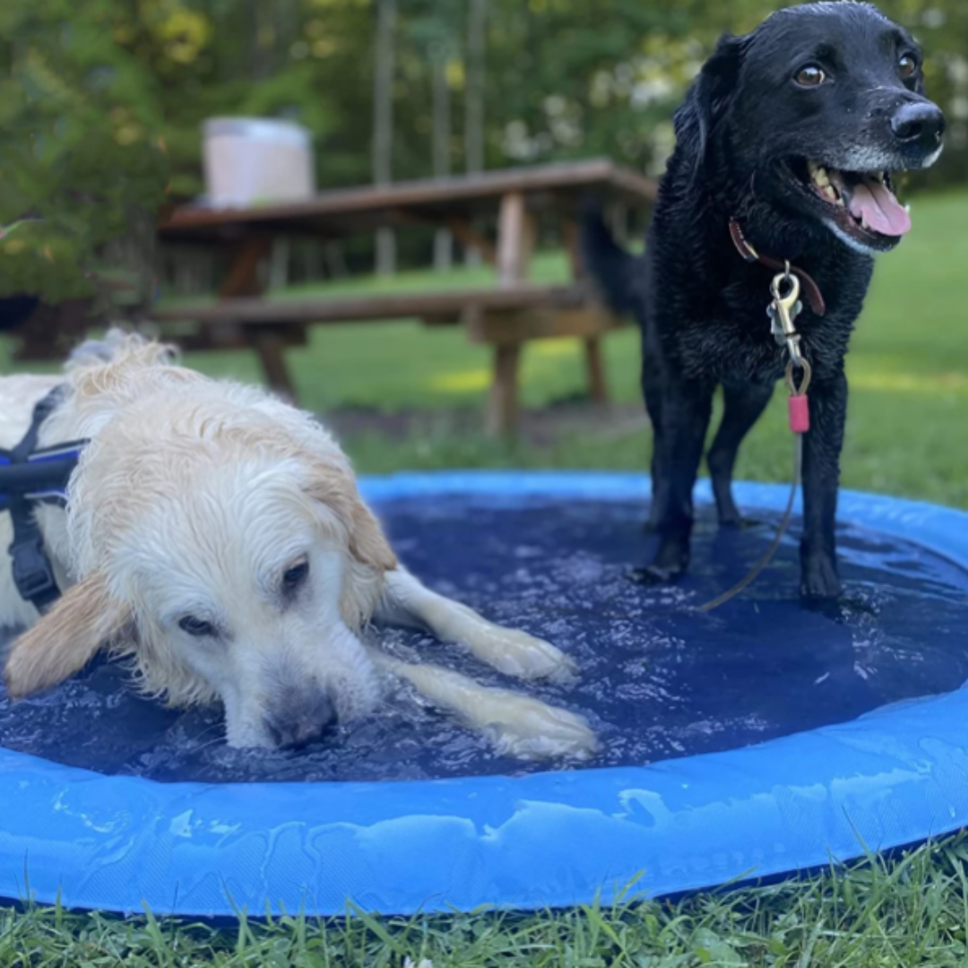 Pawfect Pool