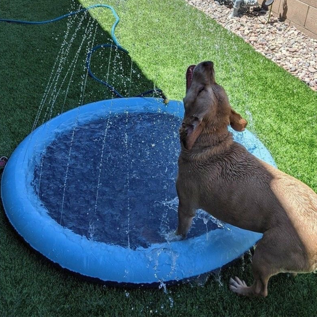 Pawfect Pool